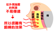 表情筋の断面図